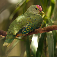 Crimson-crowned Fruit Dove