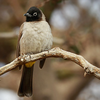 Yellow-vented Bulbul