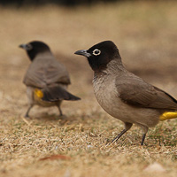 Yellow-vented Bulbul