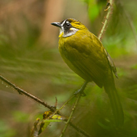 Yellow-eared bulbul