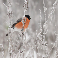 Bullfinch