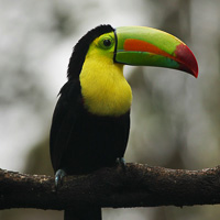 Keel-billed Toucan