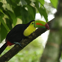 Keel-billed Toucan