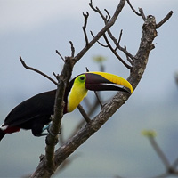 Chestnut-mandibled Toucan