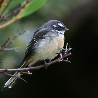 Grey Fantail