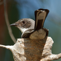 Willie Wagtail