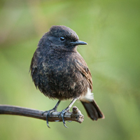 Pied bush chat