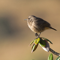 Pied bush chat