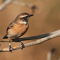 Whinchat