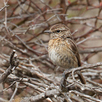 Whinchat