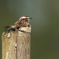 Whinchat