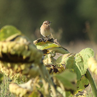 Whinchat