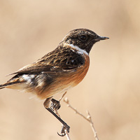 European Stonechat