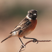 European Stonechat