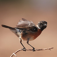 European Stonechat