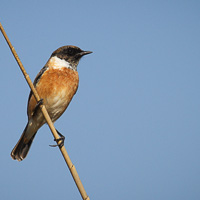 European Stonechat