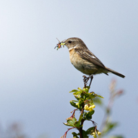 European stonechat