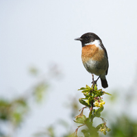 European stonechat