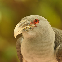 Channel-billed Cuckoo