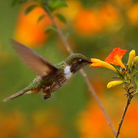 Volcano Hummingbird