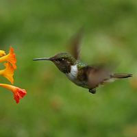 Volcano Hummingbird