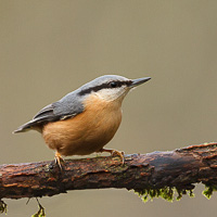 Nuthatch