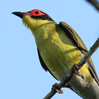 Australasian Figbird