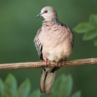 Spotted dove