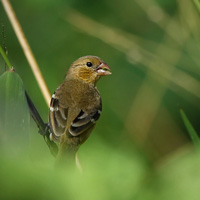 White-collared Seedeater