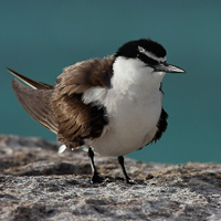 Bridled tern