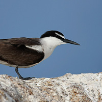 Bridled tern