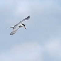 Common tern