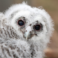 Tawny owl