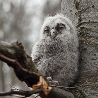 Tawny owl