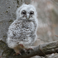 Tawny owl