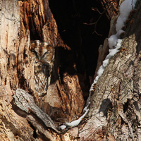 Tawny owl