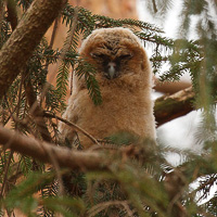 Tawny owl