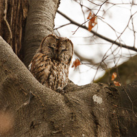 Tawny owl