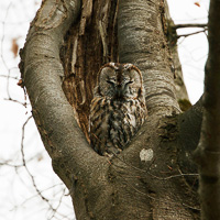 Tawny owl