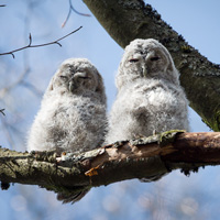 Tawny owl