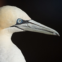 Northern gannet