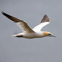 Northern gannet