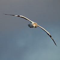 Northern gannet