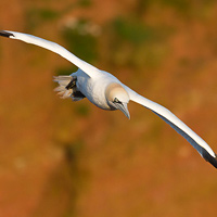 Northern gannet