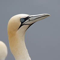 Northern gannets