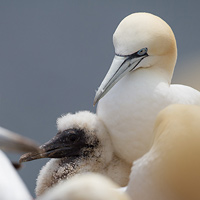 Northern gannets