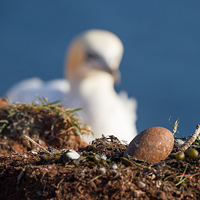 Northern gannet