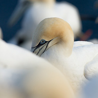 Northern gannets