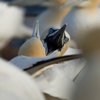 Northern gannets