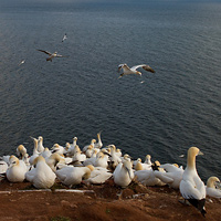 Northern gannets